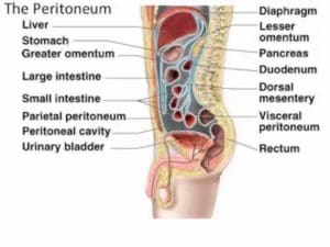 PeritoneumDiagram